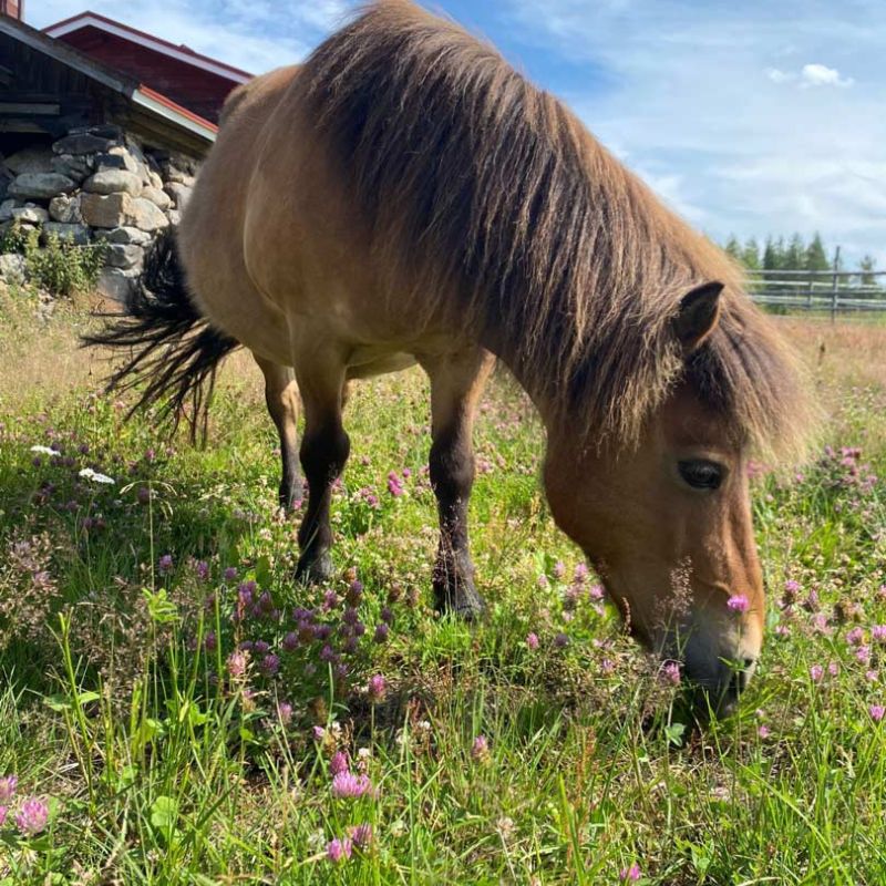 Eternal Quiet ”Ilona”