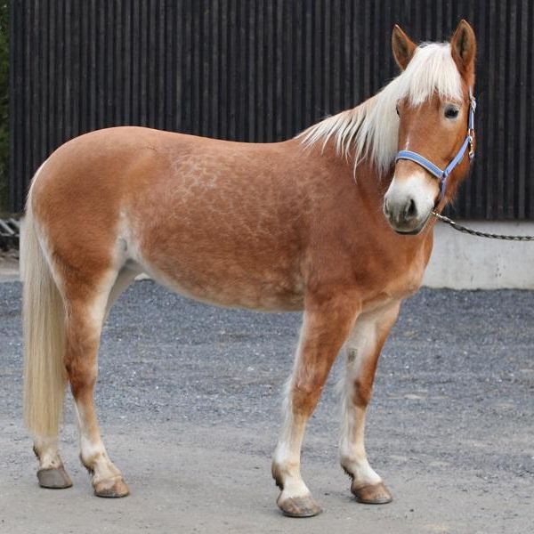 Ruskea hevonen, vaalea harja.