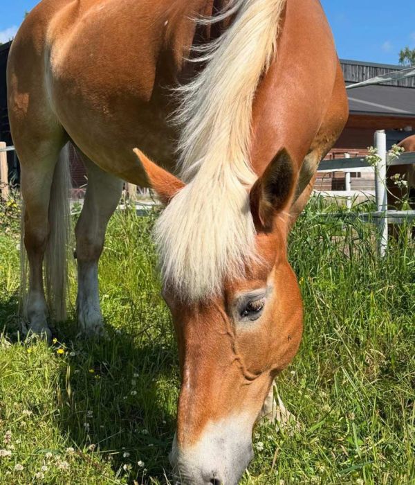 Anu Hanhela hevosen vieressä.