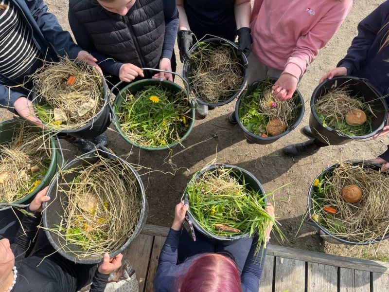 Tyttö taluttaa hevosta.